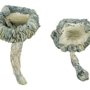 Albino Achterbahn Zauberpilze