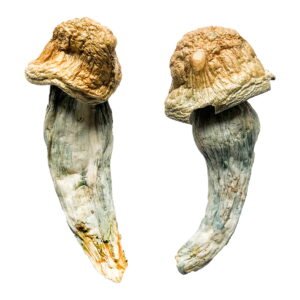 Empfohlene Special Oz Magic Mushrooms (28 Gramm)