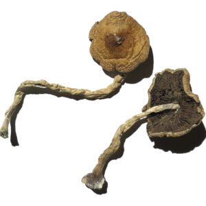 PF Klassische Zauberpilze