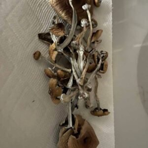 Psilocybe Azurescens Zauberpilze